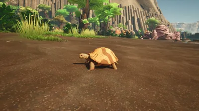 Woodback Tortoise in Honeycomb: The World Beyond — Docile Study Subject